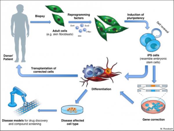 Celler Omprogrammering Transplantation Specifika celler Omprogrammering Läkemedelsutveckling Vision: Bolagets
