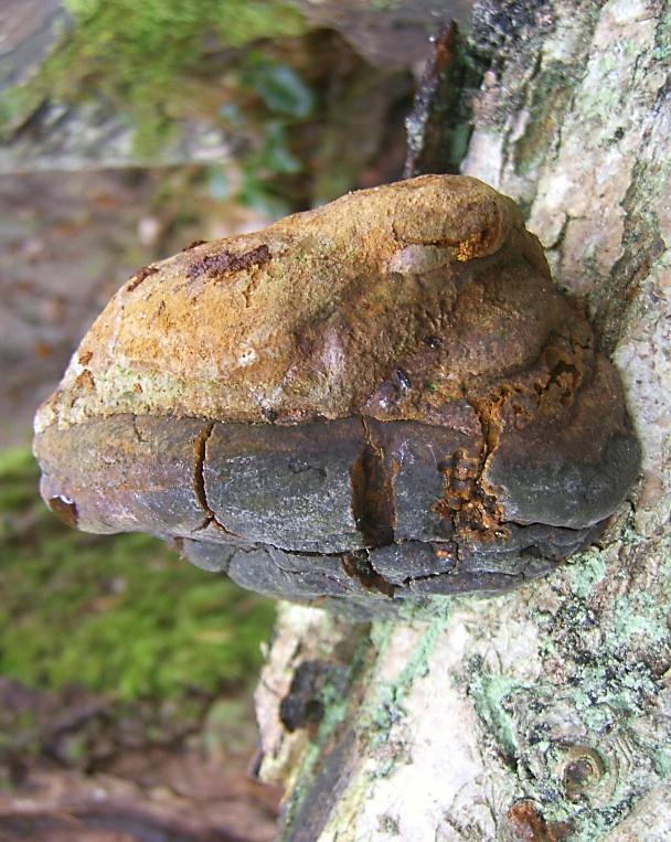 ADOXA Naturvård org.nr.