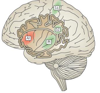 Nociception innebär perception av ett skadligt stimuli. CJ Woolf, 2004 Nociception and pain should not be confused, because each can occur without the other. Loeser JD, Treede RD.