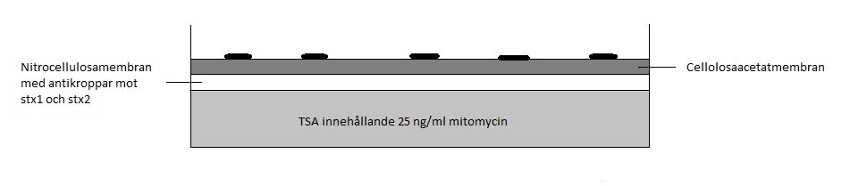 timmar. Extraktion av genomiskt DNA utfördes genom att ta 200 μl från anrikningsbuljongen till ett automatiserat system, BioRobot EZ1 och EZ1 DNA Tissue Kit (Qiagen).