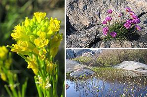 Runt om i hela Ersdalens naturvårdsområde finns flertalet dammar, kärr och mossar, och i bergsskrevorna blommar bl.a. strandgyllen (t v) och trift (som på Öckerödialekt kallas strandgossar).