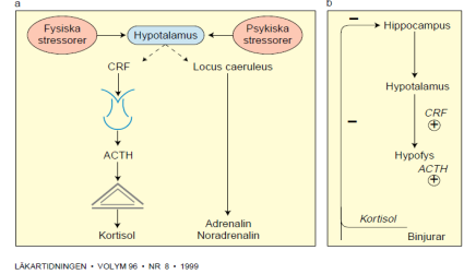 AKUT STRESSREAKTION Bilden är från Effekter av fysisk träning vid