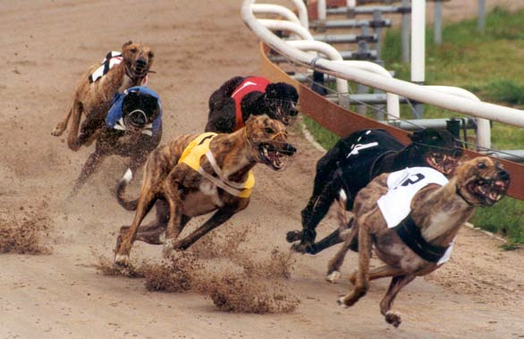 SHS OCH ÅKERS KANAL GREYHOUND PARK 2006 Lördagen