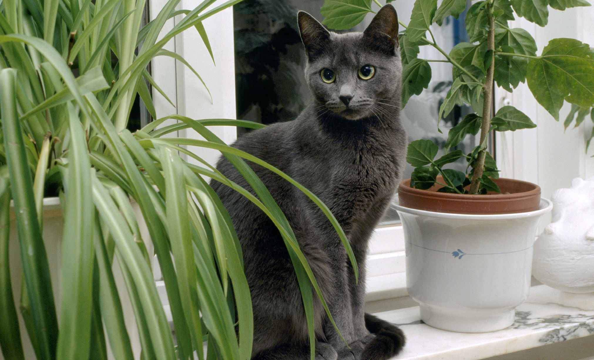 Gruppen som sammanställt och reviderat dessa rekommendationer: Helene Alm, leg veterinär, specialist i hundens och kattens sjukdomar Marita Asp Tauni, leg veterinär, specialist i hundens och kattens