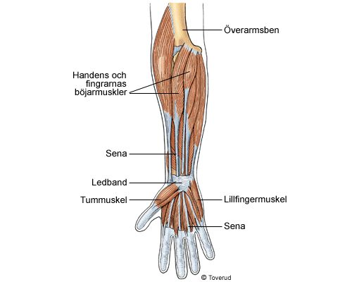 Handen och fingrarnas grova rörelser sköts av underarmens muskler. De flesta av dessa muskler har långa senor, som hålls på plats av ledband i handleden.