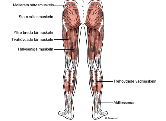 Med stora sätesmuskeln sträcks höftleden och benet förs åt sidan. Med mellersta sätesmuskeln sträcks och utåtroteras höftleden.