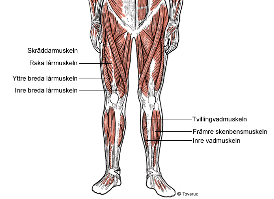 På framsidan av låret finns den fyrhövdade lårmuskeln som är kroppens största muskel. Den består i sin tur av tre muskler: raka lårmuskeln, yttre breda lårmuskeln och inre breda lårmuskeln.