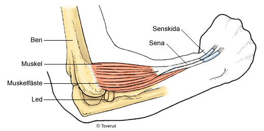 Fotens muskler är inte avgörande för tårnas rörlighet. De har som viktigaste uppgift att tillsammans med kraftiga ledband eller ligament stödja fotvalven.