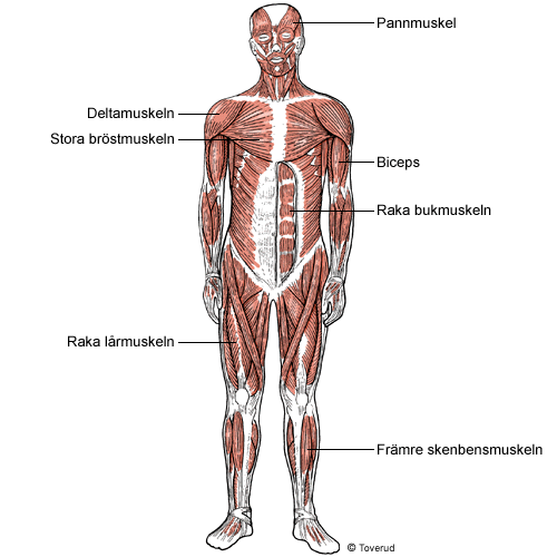 Musklerna ger rörelseförmåga, stadga och skydd. Celler som drar ihop sig Halva kroppsvikten utgörs av muskulaturen. Muskelvävnaden består av celler som kan dra ihop sig som svar på nervimpulser.
