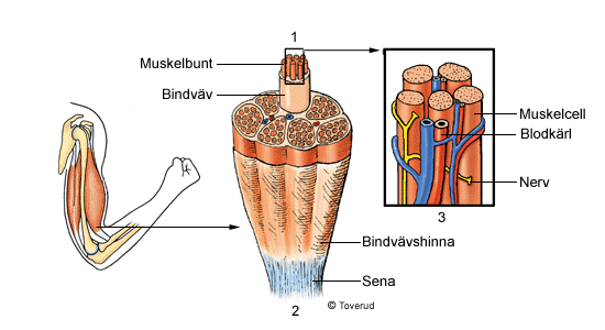 Muskelcellerna ligger jämsides med varandra i buntar som hålls ihop av bindväv. Flera buntar bildar tillsammans en muskel. Runt hela muskeln finns en lite tjockare bindvävshinna.