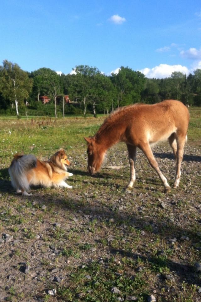 Slottsgårdens häst- och ridskola Slottsgårdens häst och ridskola är privat ridskola som just nu ägs av Jessica Errind och Thomas. Den ligger mellan Älvängen och Skepplanda.