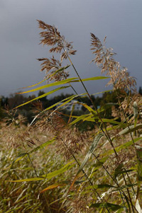 DATU ODING + VATTENHERING Fuktbiotop Referens rain garden, VegTech FÖRKARINGAR AA MÅTT