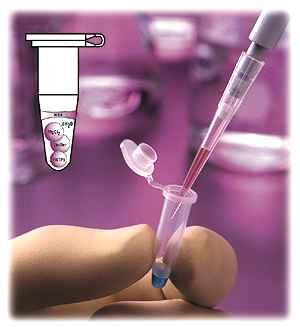 PCR (Polymerase Chain Reaction) PCR polymerase chain reaction Kopiera specifika DNAsekvenser