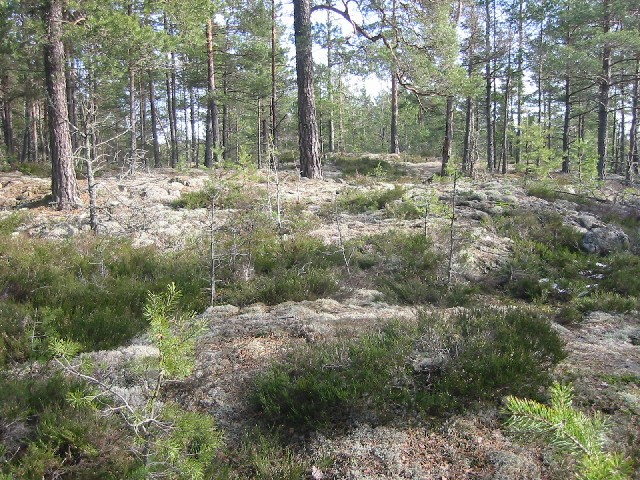 Program: - Långfredag 21 mars, tävling Ärla IF medeldistans.