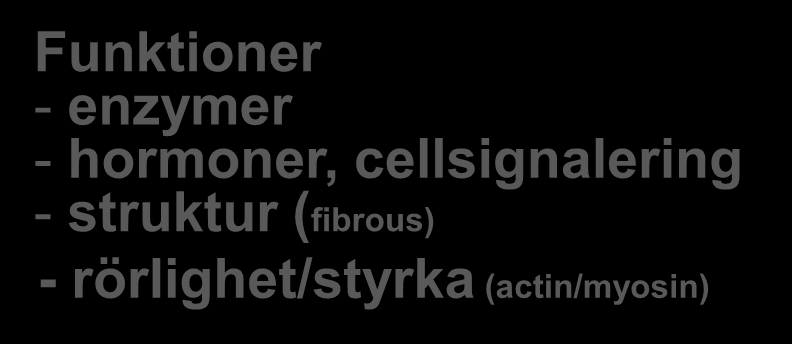 Liten proteinfysiologi Funktioner - enzymer - hormoner, cellsignalering - struktur (fibrous) - rörlighet/styrka (actin/myosin) - Animaliska proteiner - kött, fisk, mjölk, ägg -