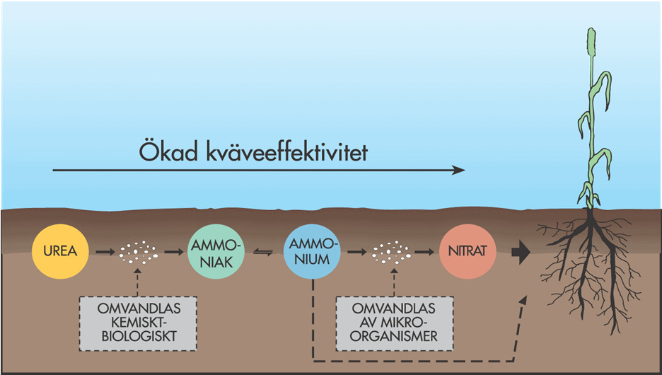 Kväveeffektivitet mätt som kg spannmål/kg N 1990-2013 Utdrag ur Lantbrukets Affärer, Februari 2015 Kväveformen