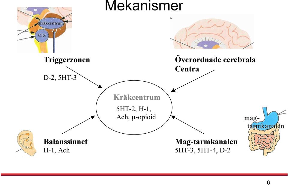 Kräkcentrum 5HT-2, H-1, Ach, µ-opioid