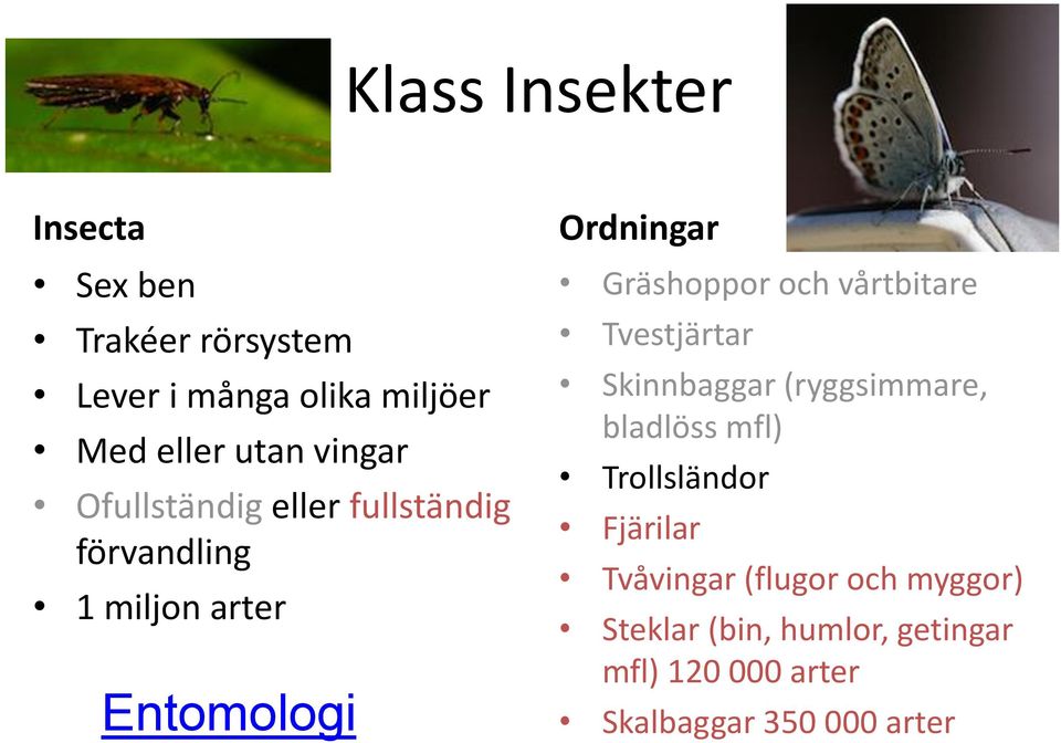 Gräshoppor och vårtbitare Tvestjärtar Skinnbaggar (ryggsimmare, bladlöss mfl) Trollsländor