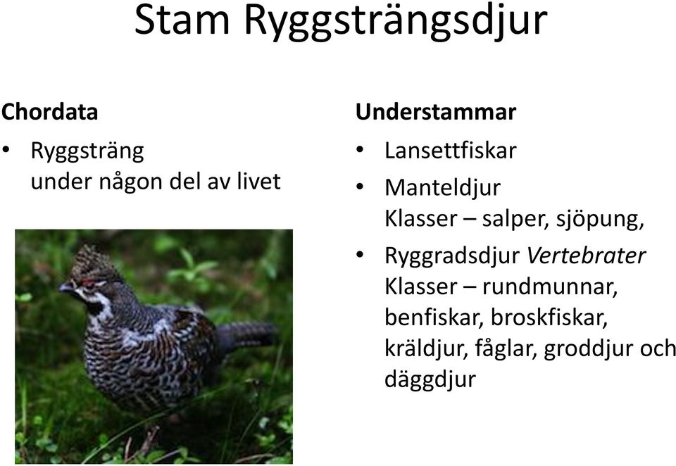 sjöpung, Ryggradsdjur Vertebrater Klasser rundmunnar,