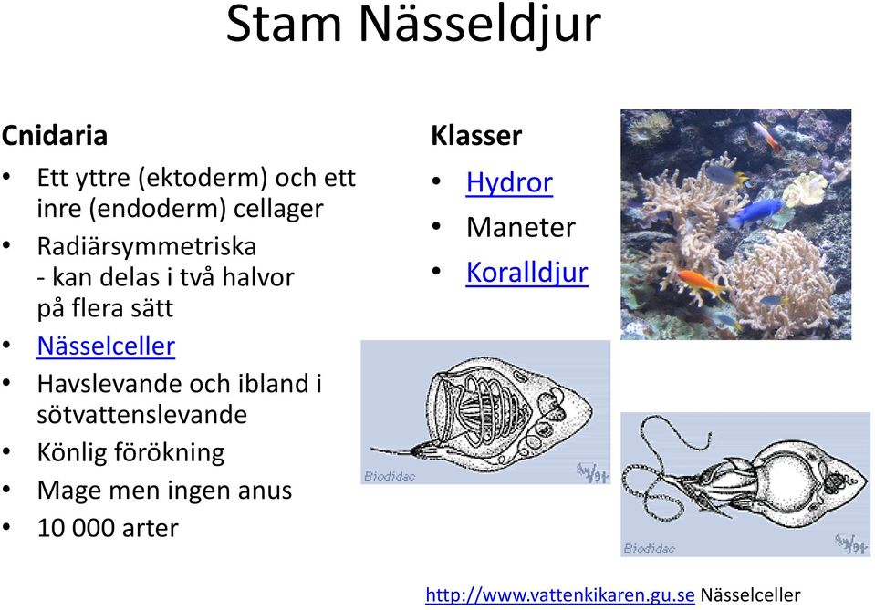 Havslevande och ibland i sötvattenslevande Könlig förökning Mage men ingen anus