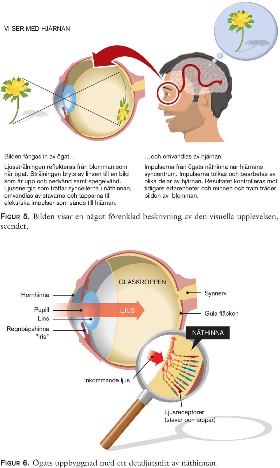 ...och omvandlas av hjärnan Impulserna från ögats näthinna når hjärnans syncentrum. Impulserna tolkas och bearbetas av olika delar av hjärnan.