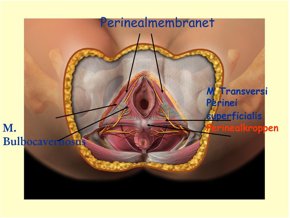 Transversi Perinei