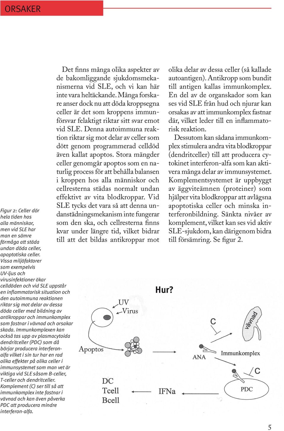 med bildning av antikroppar och immunkomplex som fastnar i vävnad och orsakar skada.