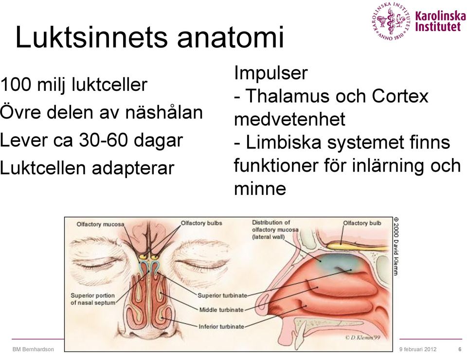 - Thalamus och Cortex medvetenhet - Limbiska systemet finns