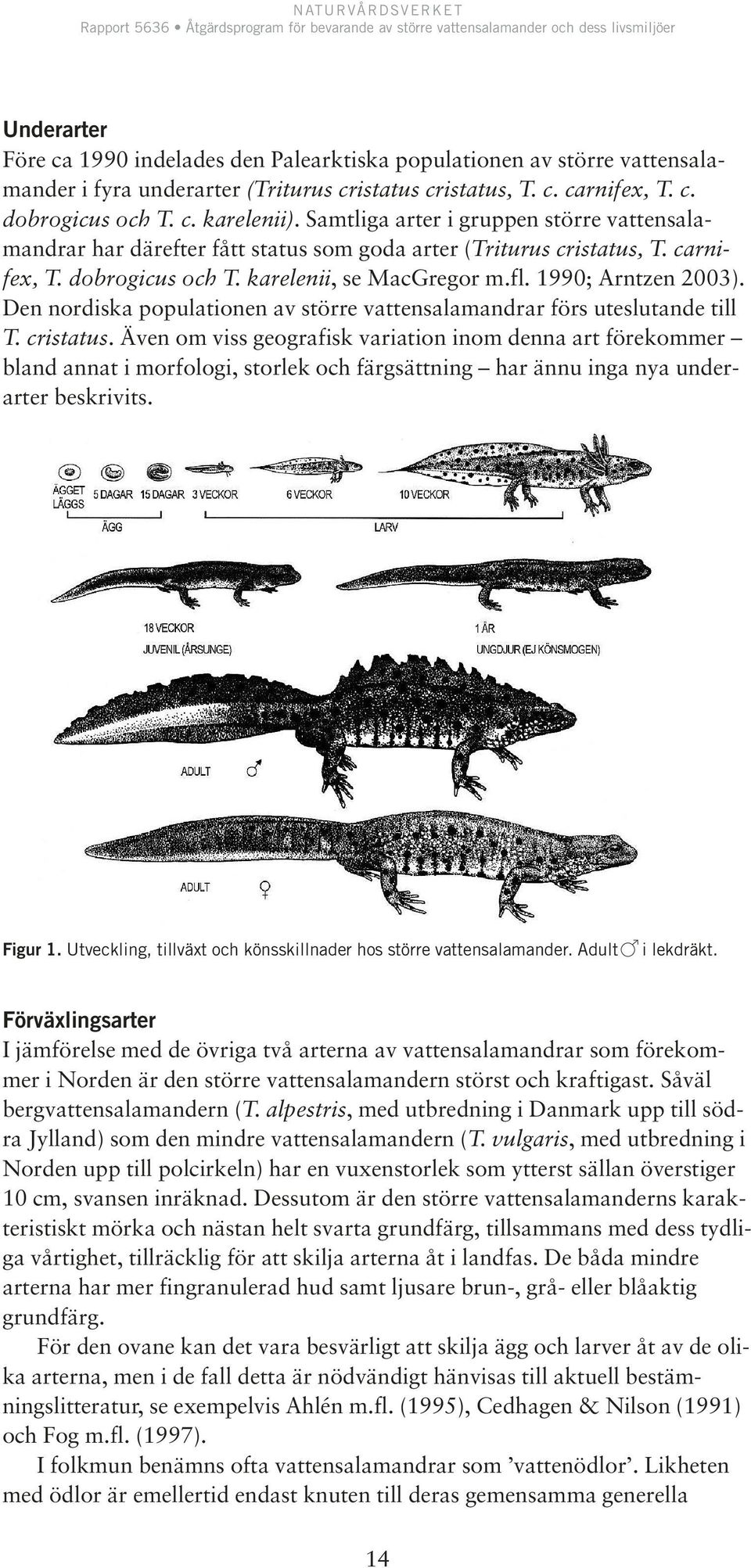 Den nordiska populationen av större vattensalamandrar förs uteslutande till T. cristatus.