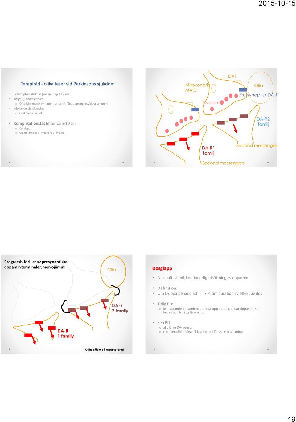 messengers Second messengers Progressiv förlust av presynaptiska dopamin terminaler, men ojämnt DA-R 1 family Glia DA-R 2 family Dosglapp Normalt: stabil, kontinuerlig frisättning av dopamin