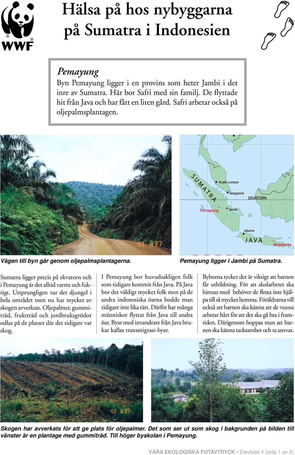 Sumatra ligger precis på ekvatorn och i Pemayung är det alltid varmt och fuktigt. Ursprungligen var det djungel i hela området men nu har mycket av skogen avverkats.