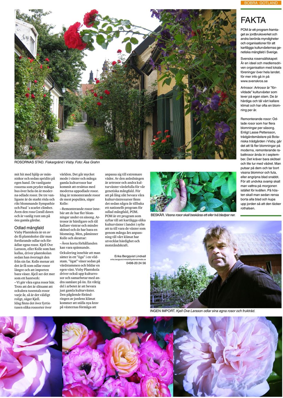 se artrosor: artrosor är förvildade kulturväxter som lever på egen stam. De är härdiga och tål vårt kallare klimat och har ofta en blomning per år. rosornas STaD. Fiskargränd i Visby.