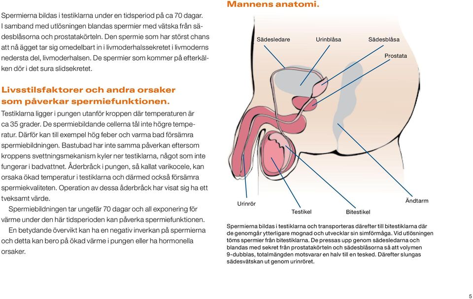 Mannens anatomi. Sädesledare Urinblåsa Sädesblåsa Prostata Livsstilsfaktorer och andra orsaker som påverkar spermiefunktionen.