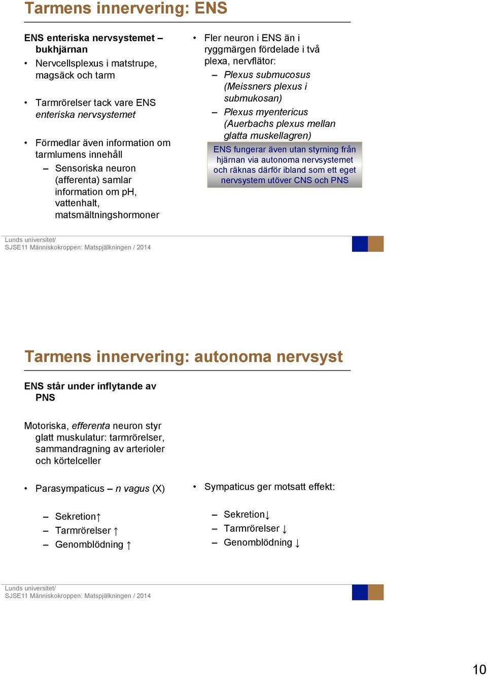 plexus i submukosan) Plexus myentericus (Auerbachs plexus mellan glatta muskellagren) ENS fungerar även utan styrning från hjärnan via autonoma nervsystemet och räknas därför ibland som ett eget