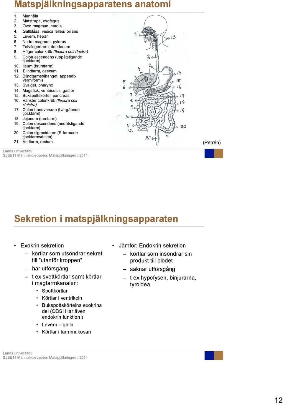 (uppåtstigande tjocktarm) Ileum (krumtarm) Blindtarm, caecum Blindtarmsbihanget, appendix vermiformis Svalget, pharynx Magsäck, ventriculus, gaster Bukspottskörtel, pancreas Vänster colonkrök