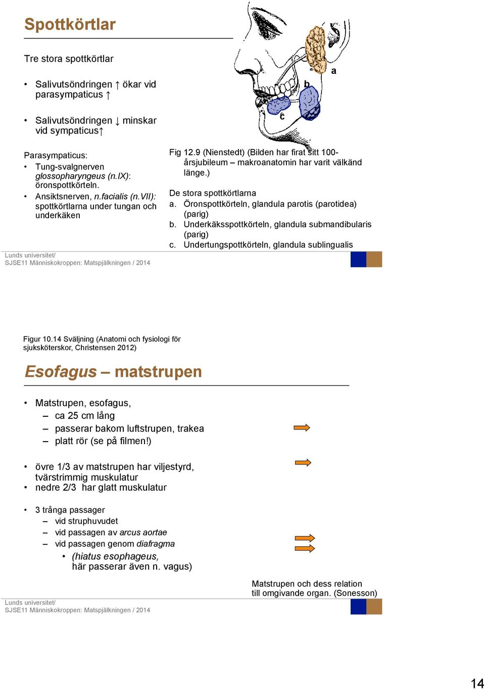 ) De stora spottkörtlarna a. Öronspottkörteln, glandula parotis (parotidea) (parig) b. Underkäksspottkörteln, glandula submandibularis (parig) c.