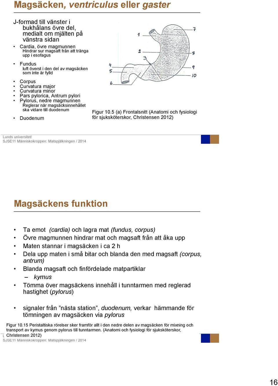 duodenum Duodenum Figur 10.