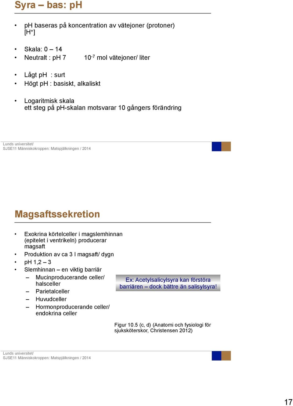 magsaft/ dygn ph 1,2 3 Slemhinnan en viktig barriär Mucinproducerande celler/ halsceller Parietalceller Huvudceller Hormonproducerande celler/ endokrina celler Ex: Acetylsalicylsyra