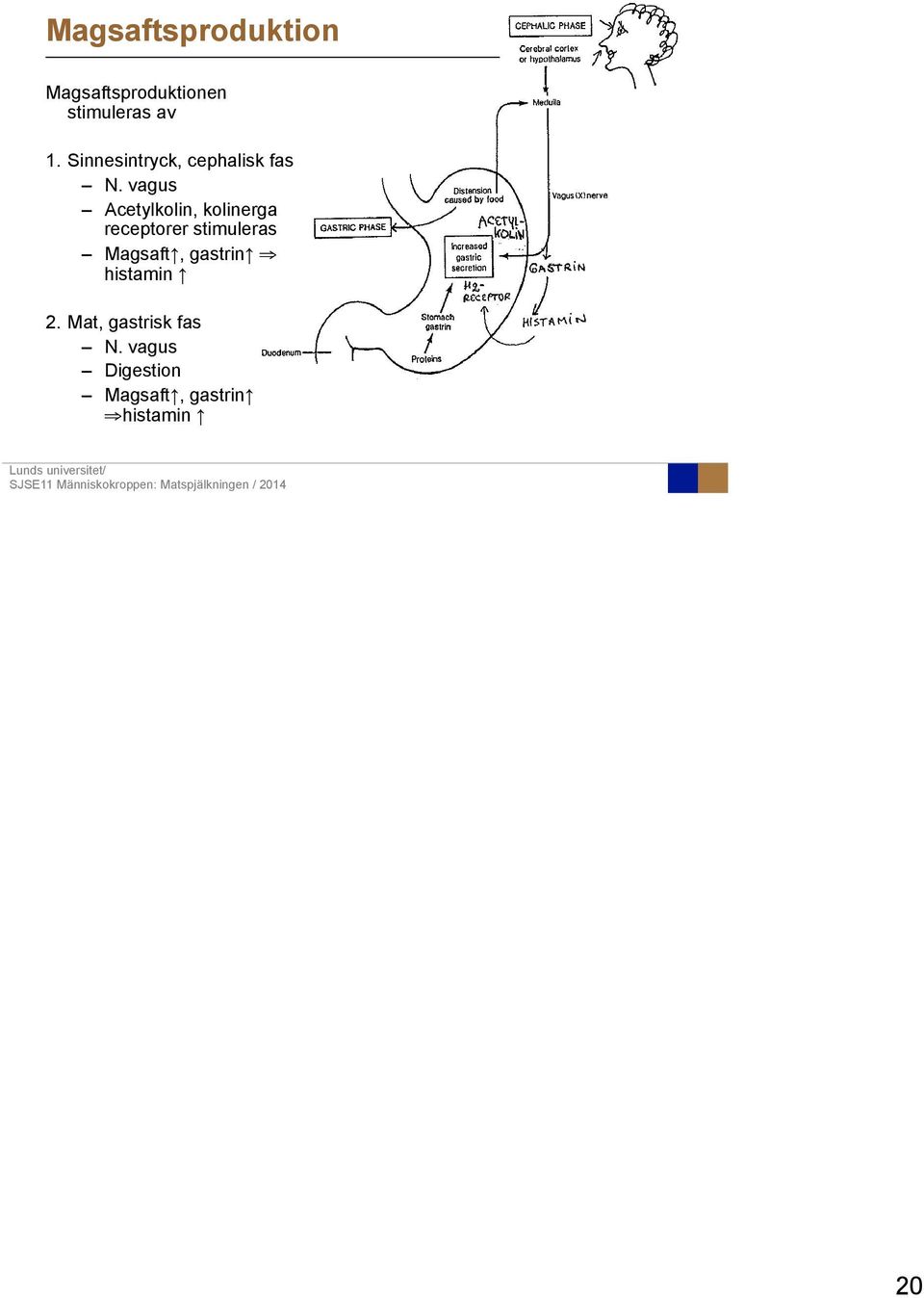 vagus Acetylkolin, kolinerga receptorer stimuleras