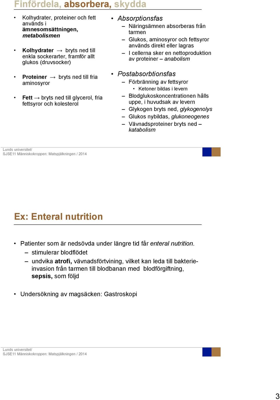 cellerna sker en nettoproduktion av proteiner anabolism Postabsorbtionsfas Förbränning av fettsyror Ketoner bildas i levern Blodglukoskoncentrationen hålls uppe, i huvudsak av levern Glykogen bryts