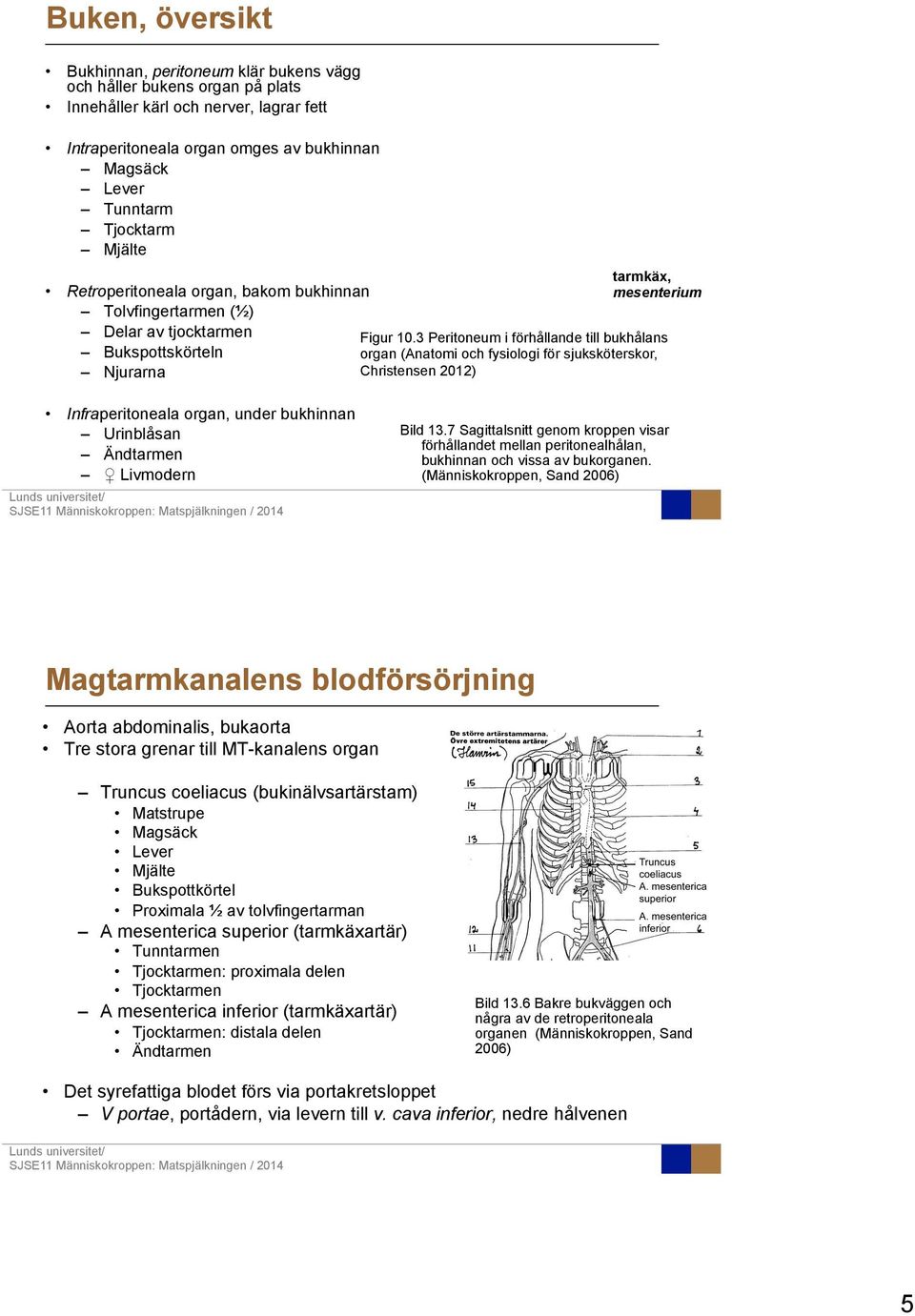 3 Peritoneum i förhållande till bukhålans organ (Anatomi och fysiologi för sjuksköterskor, Christensen 2012) Infraperitoneala organ, under bukhinnan Urinblåsan Ändtarmen Livmodern Bild 13.