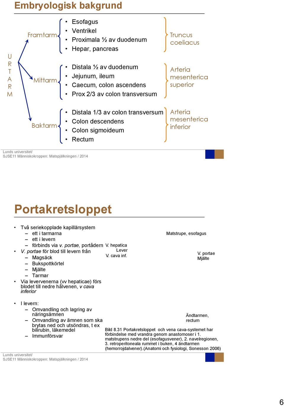 seriekopplade kapillärsystem ett i tarmarna ett i levern förbinds via v. portae, portådern V. hepatica V. portae för blod till levern från Magsäck Bukspottkörtel Mjälte Tarmar Lever V. cava inf.