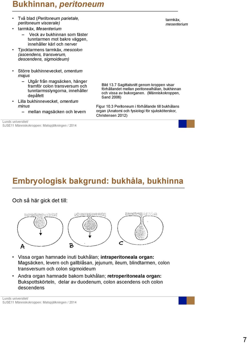 tunntarmsslyngorna, innehåller depåfett Lilla bukhinnevecket, omentum minus mellan magsäcken och levern Bild 13.