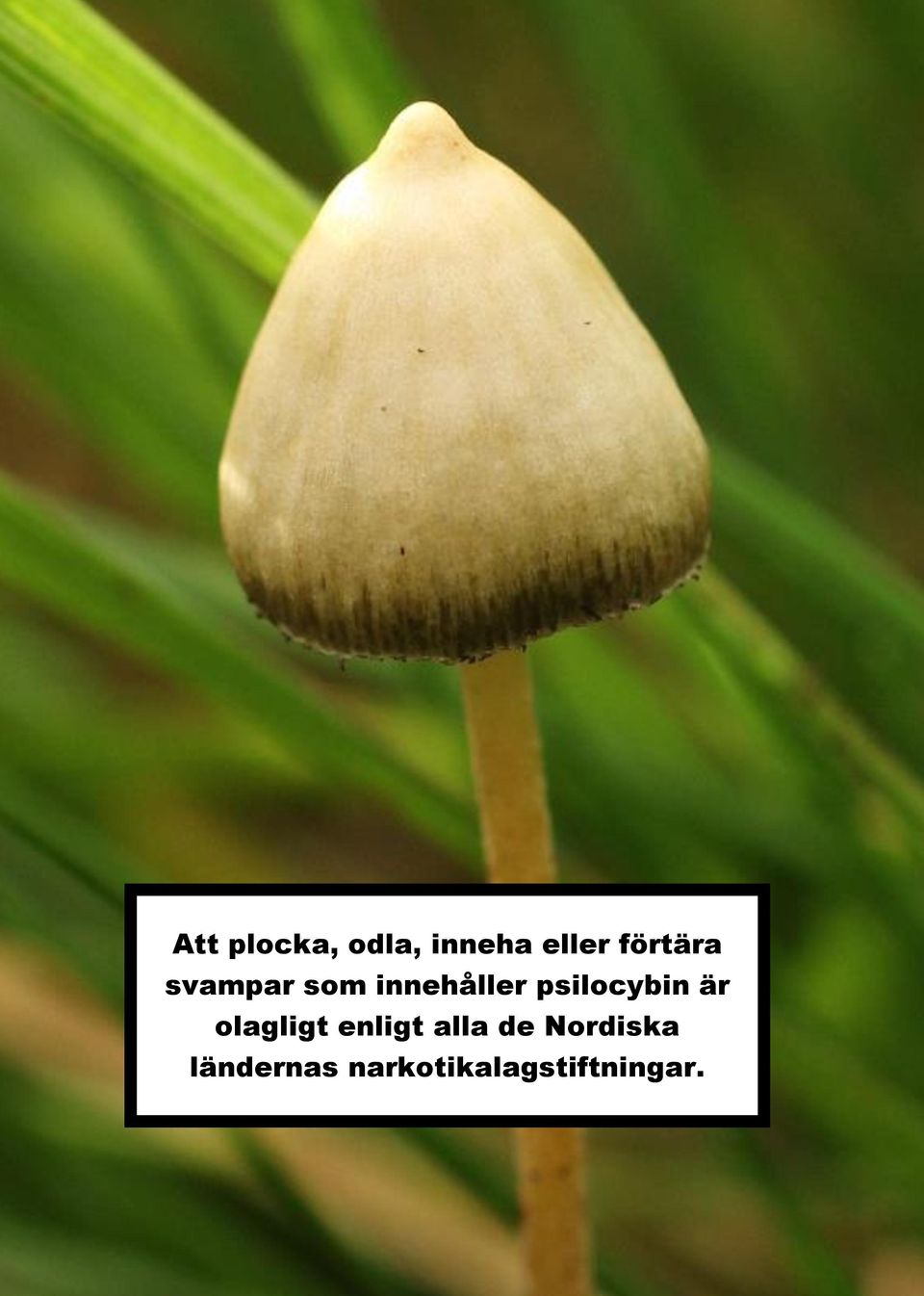 psilocybin är olagligt enligt alla