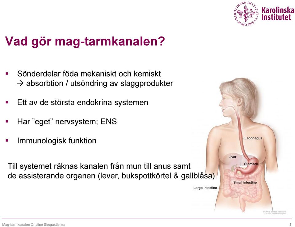 av de största endokrina systemen Har eget nervsystem; ENS Immunologisk funktion Till