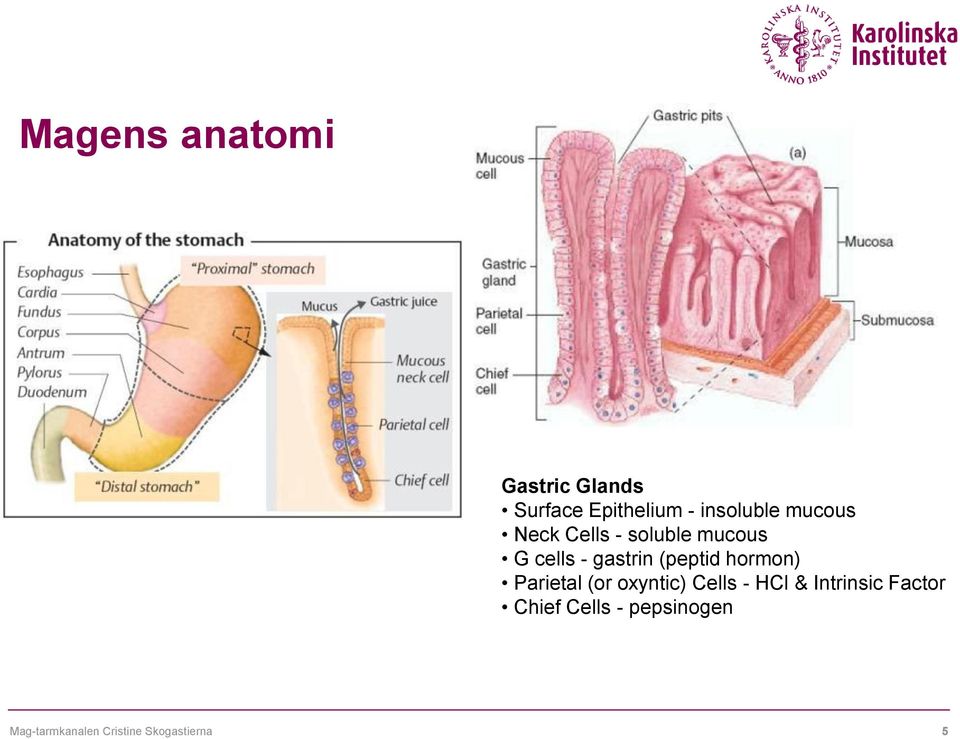 hormon) Parietal (or oxyntic) Cells - HCl & Intrinsic Factor