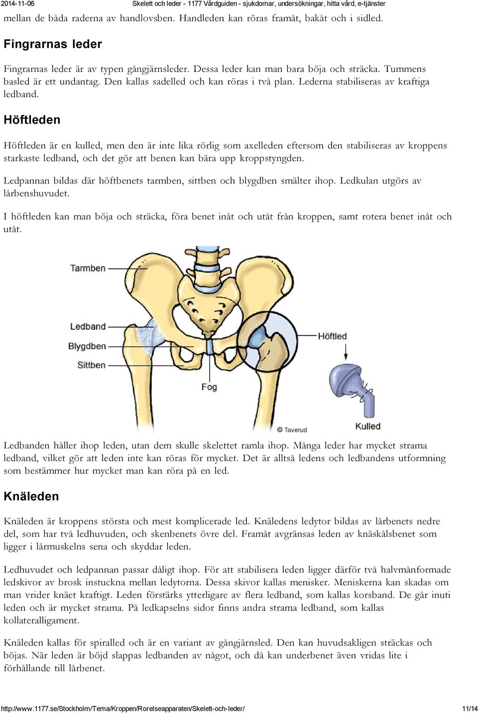 Höftleden Höftleden är en kulled, men den är inte lika rörlig som axelleden eftersom den stabiliseras av kroppens starkaste ledband, och det gör att benen kan bära upp kroppstyngden.