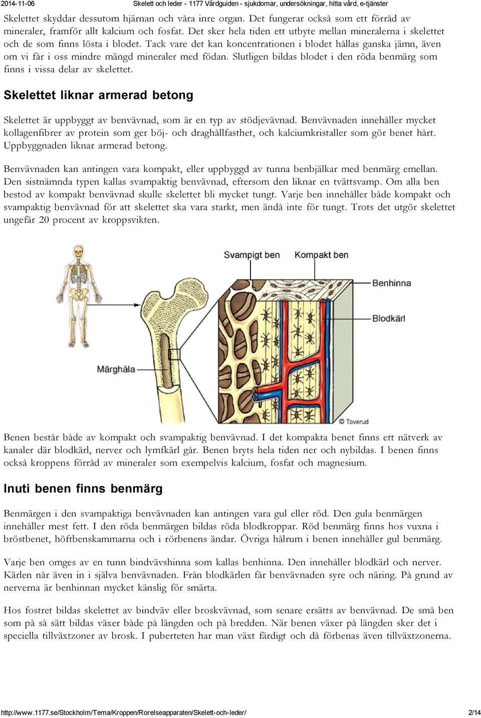 Tack vare det kan koncentrationen i blodet hållas ganska jämn, även om vi får i oss mindre mängd mineraler med födan. Slutligen bildas blodet i den röda benmärg som finns i vissa delar av skelettet.