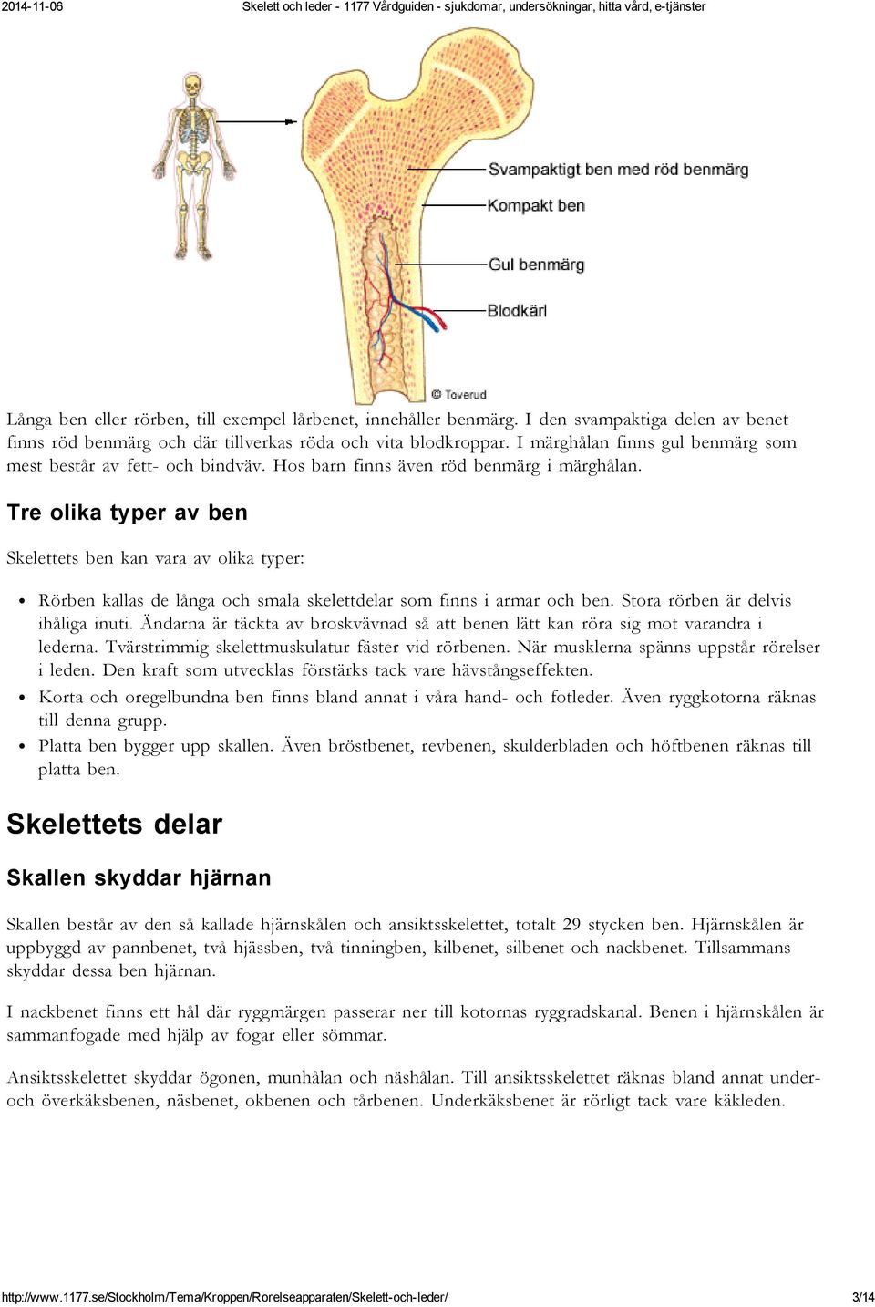 Tre olika typer av ben Skelettets ben kan vara av olika typer: Rörben kallas de långa och smala skelettdelar som finns i armar och ben. Stora rörben är delvis ihåliga inuti.