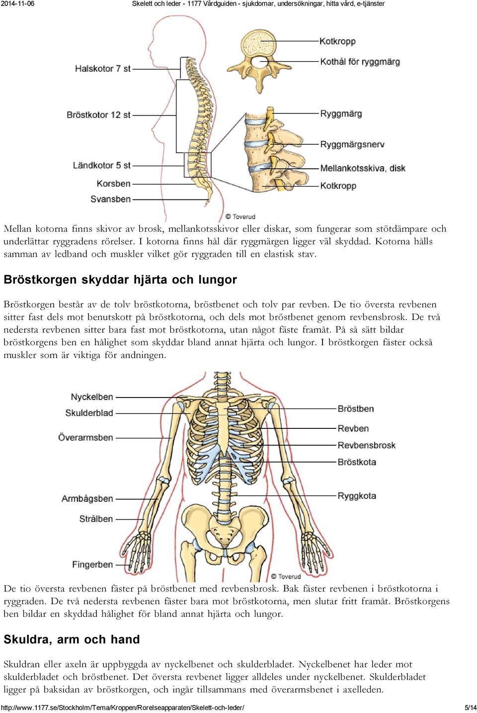 Bröstkorgen skyddar hjärta och lungor Bröstkorgen består av de tolv bröstkotorna, bröstbenet och tolv par revben.